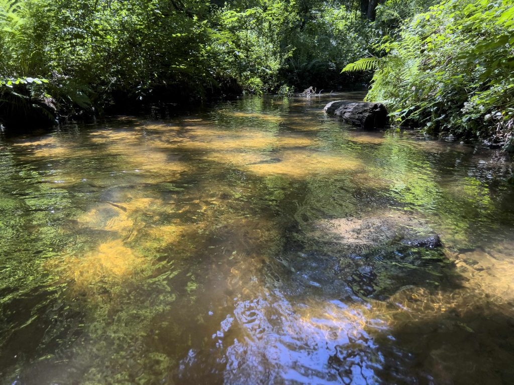 Bachlauf im Pfälzer Wald (Bereich Hammertal, Moosalbe), klares Wassr fließt in einem niedrigen Bachlauf bei schönem Wetter durch den Sommerwald.