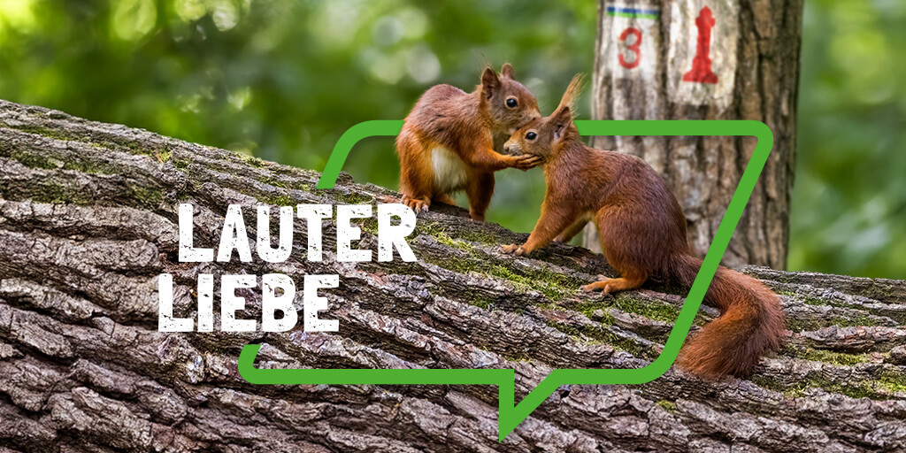 Imagemotiv der Kampagne LAUTER LIEBE, zeigt zwei sich umsorgende Eichhörnchen im Wald
